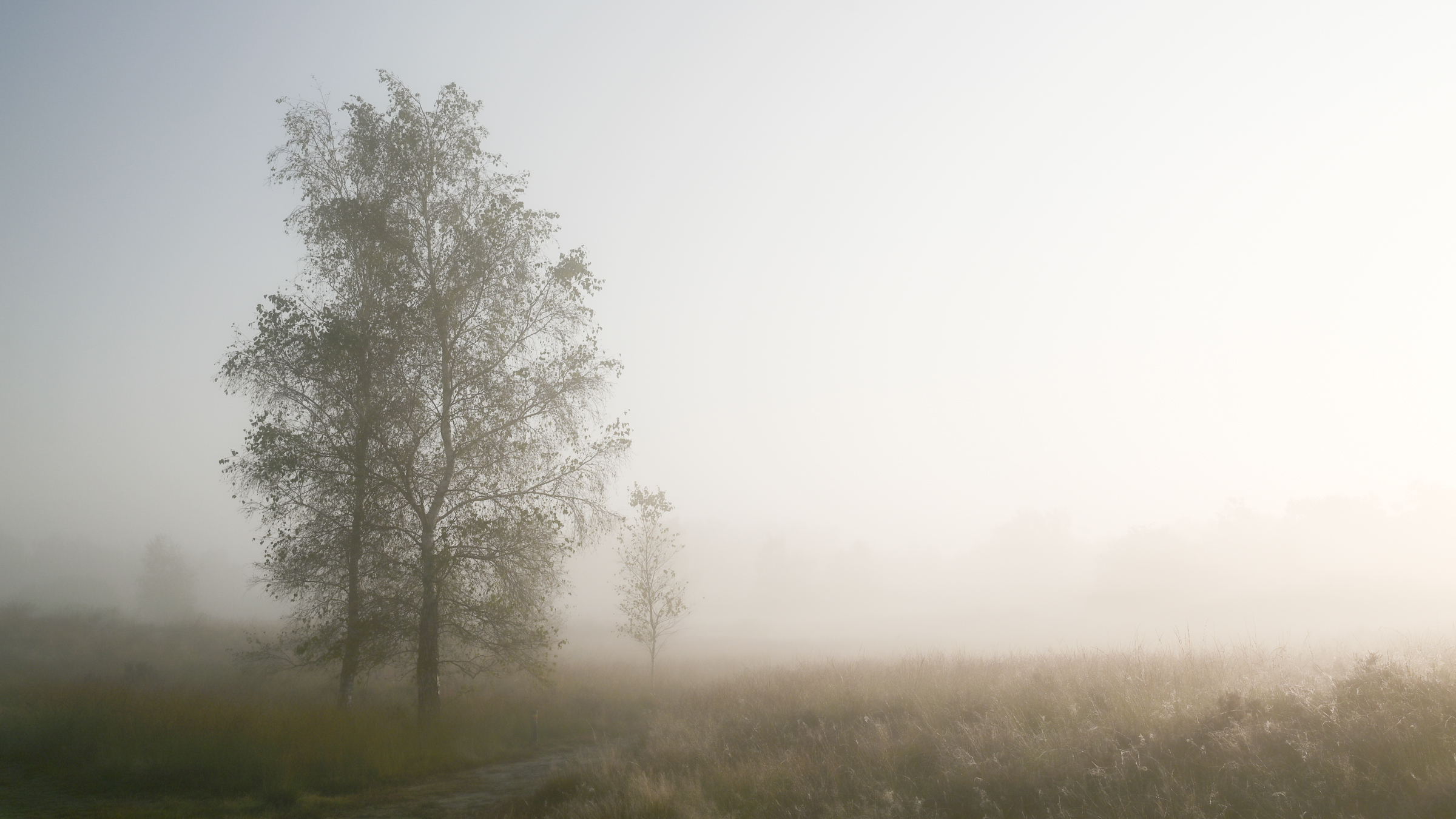 form_103_35_attachment_Mist_schapenveldje_6740-2