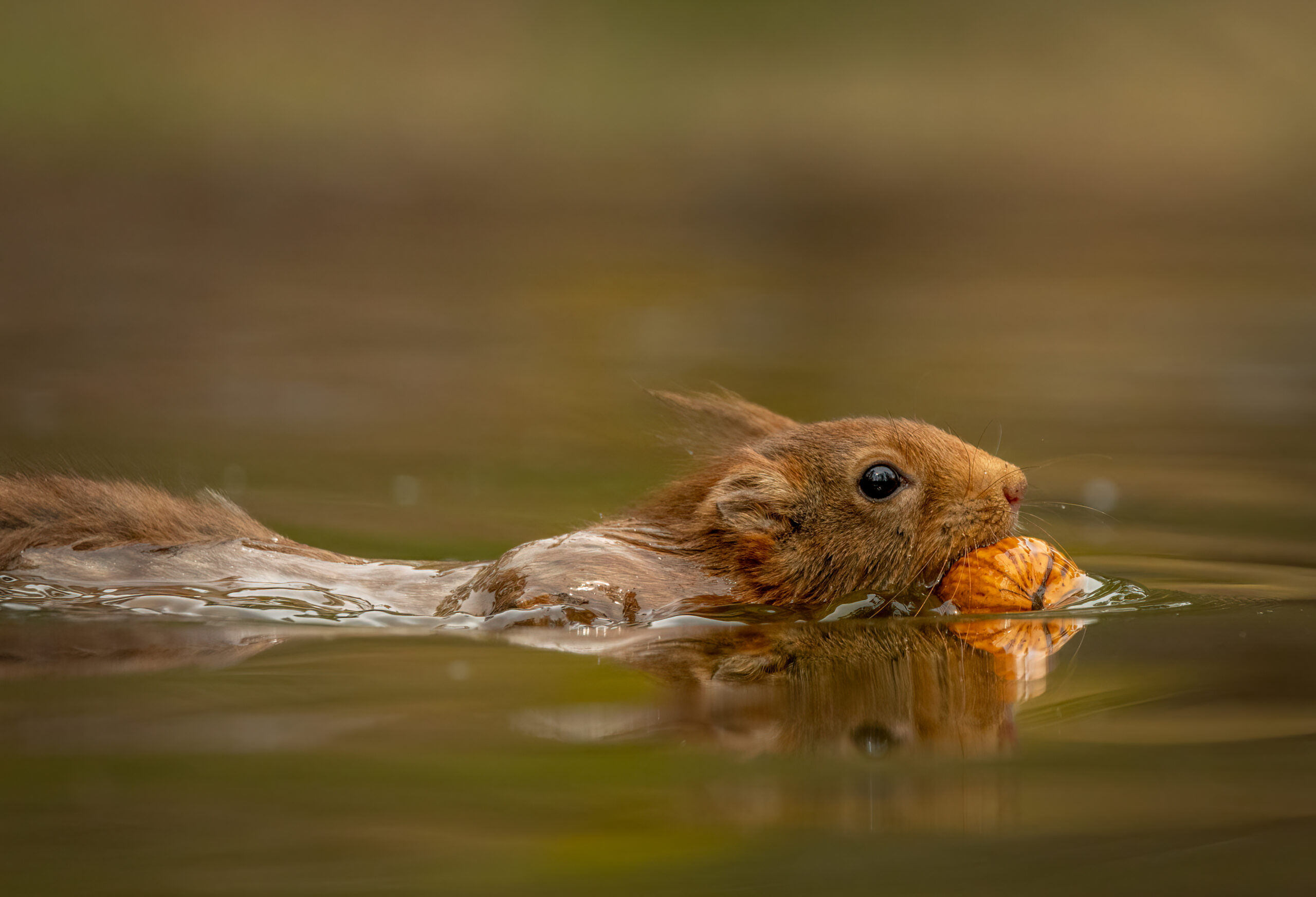 form_120_37_attachment_SquirrelI-JRoelofs