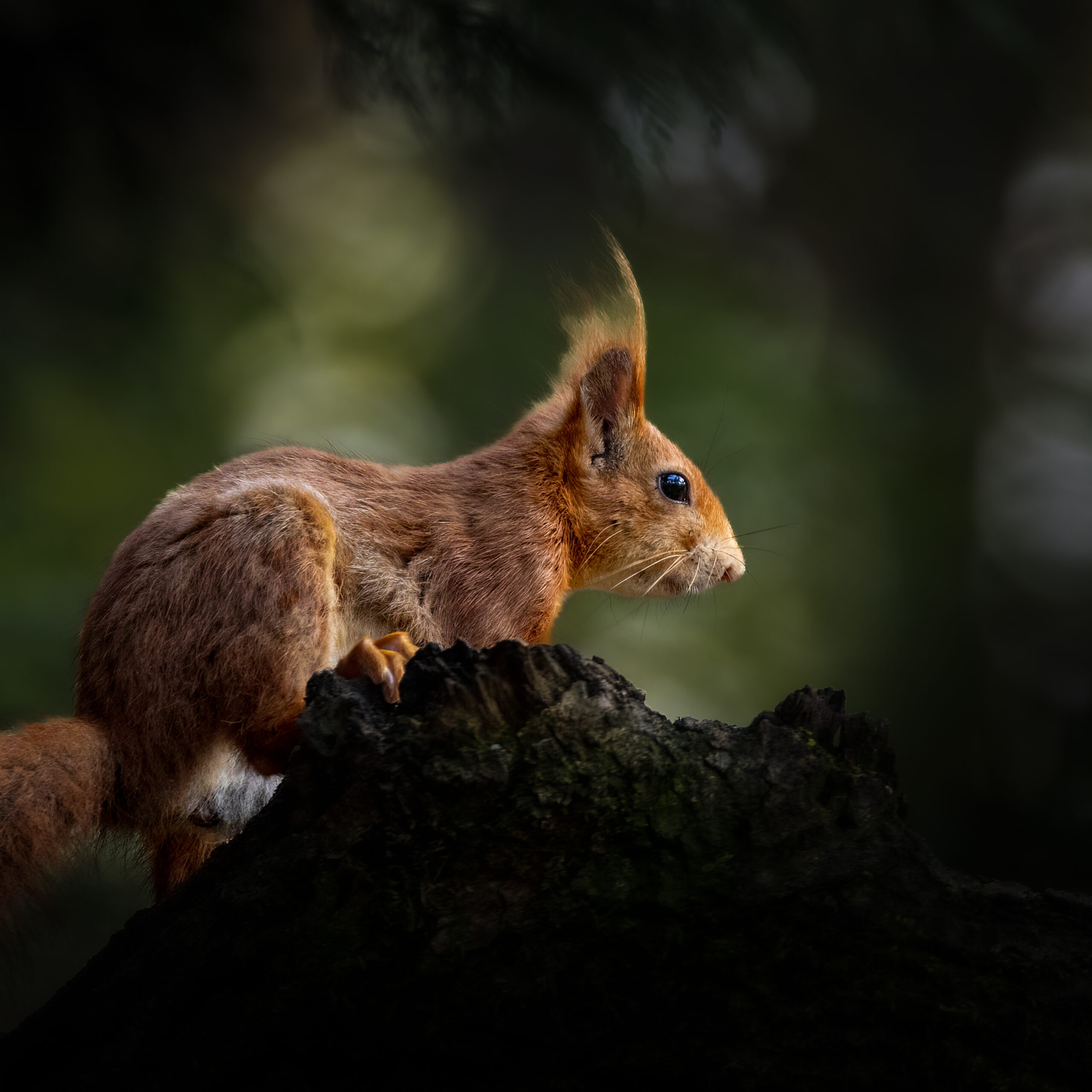 form_120_41_attachment_SquirrelR-JRoelofs