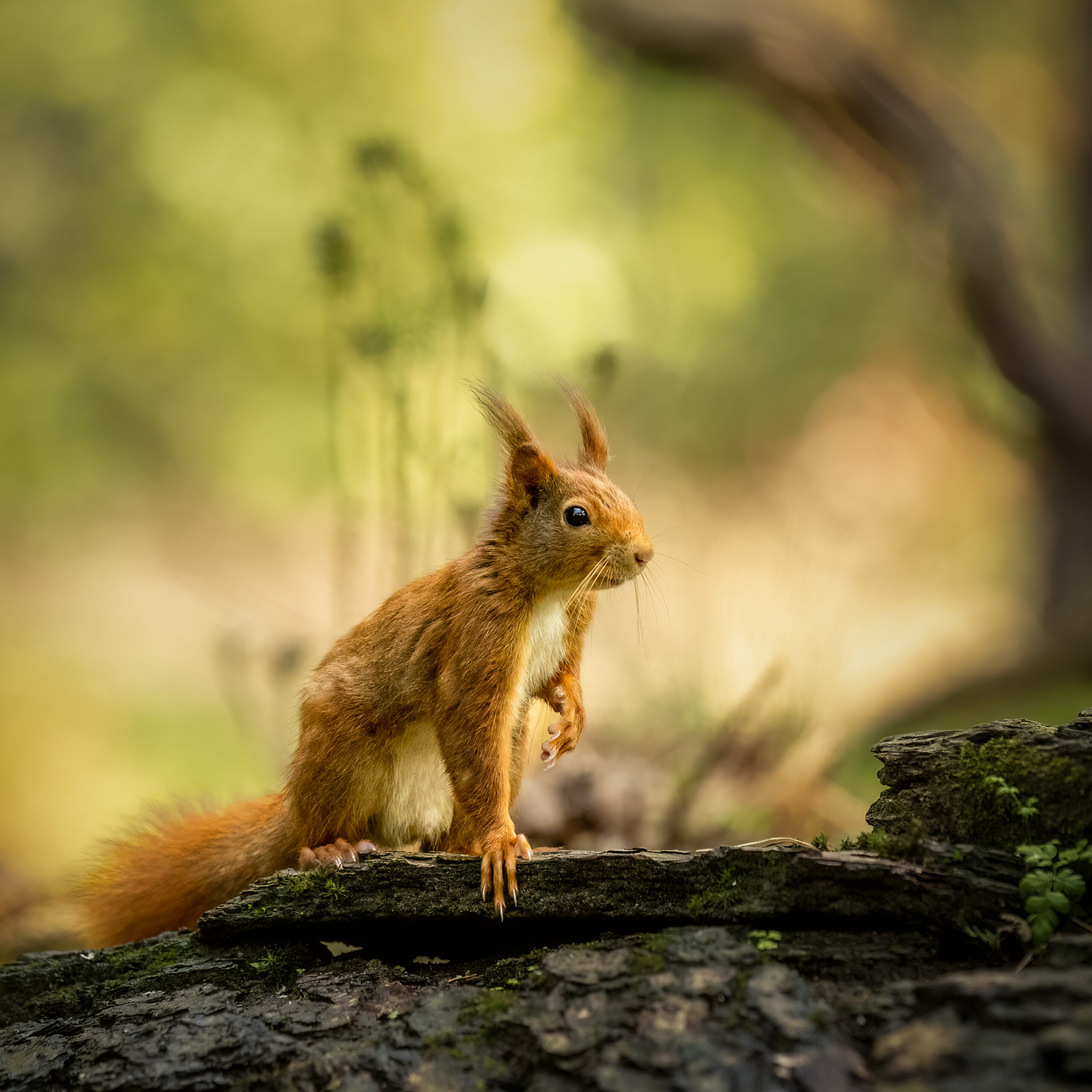 form_120_42_attachment_SquirrelU-JRoelofs